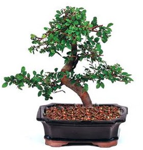 �thal bonsai japon a�ac� Ankara �ankaya Next Level AVM �i�ek sipari�i sitesi