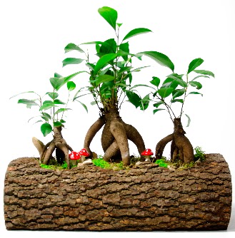 Do�al k�t�k i�inde 3 Bonsai Japon a�ac� Ankara ATG Ankara Tren Gar� AVM �i�ek sat���