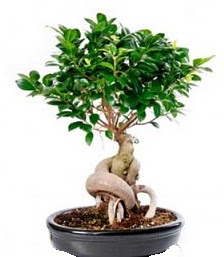 Bonsai japon a�ac� seramik i�inde Ankara �ankaya Cepa Al��veri� Merkezi AVM �i�ek�iler