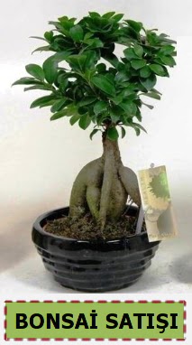 Bonsai japon a�ac� ginseng bonsai Ankara G�lba�� �ar�� AVM �i�ek ma�azas� , �i�ek�i adresleri
