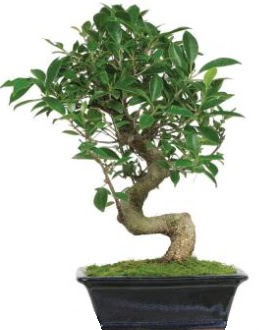 Bonsai saks� bitkisi japon a�ac� Ankara �ankaya Arcadium Al��veri� Merkezi AVM �i�ek sipari�i