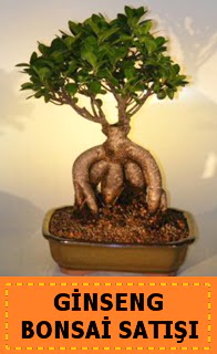 Ginseng bonsai sat��� japon a�ac� Ankara Yenimahalle Podium AVM  cicek , cicekci 