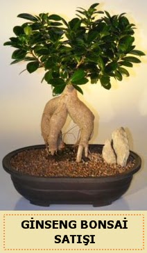 �thal Ginseng bonsai sat��� japon a�ac� Ankara �ankaya Next Level AVM �i�ek sipari�i sitesi