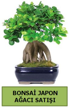 Bonsai japon a�ac� sat��� Ankara �ankaya Taurus AVM �i�ek�iler �i�ek sat���