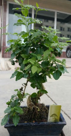 Bonsai japon a�ac� saks� bitkisi Ankara �ankaya Arcadium Al��veri� Merkezi AVM �i�ek sipari�i