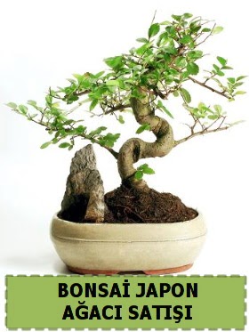 Bonsai japon  a�ac� sat��� Minyat�r �thal Ankara �ankaya Kentpark Al��veri� Merkezi AVM �i�ek�iler