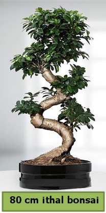 80 cm �zel saks�da bonsai bitkisi Ankara �ankaya Ankamall AVM �i�ek�i telefonlar�