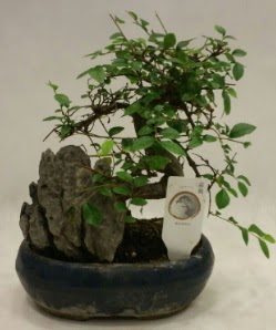 �thal 1.ci kalite bonsai japon a�ac� Ankara �ankaya Taurus AVM �i�ek�iler �i�ek sat���