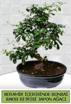 Seramik vazoda bonsai japon a�ac� bitkisi Ankara �ankaya Next Level AVM �i�ek sipari�i sitesi