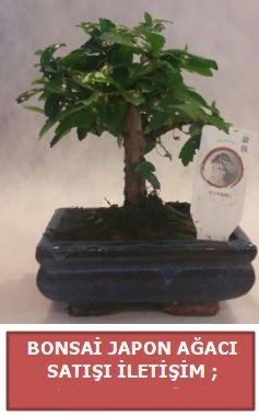 Japon a�ac� minya�r bonsai sat��� Ankara �ankaya Taurus AVM �i�ek�iler �i�ek sat���