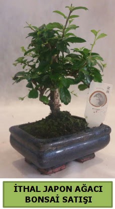 �thal japon a�ac� bonsai bitkisi sat��� Ankara �ankaya Ankamall AVM �i�ek�i telefonlar�