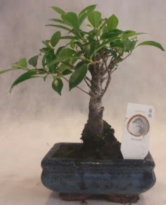 Bonsai a�ac� japon a�a� bitkisi Ankara Etlik Antares Al��veri� merkezi AVM �i�ek yolla