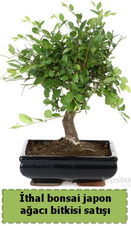 �thal bonsai saks� �i�e�i Japon a�ac� sat��� Ankara Mamak Nata Vega AVM �i�ek�iler