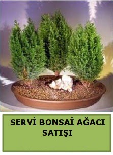 BONSA� 3 L� SERV� BONSA� A�ACI Ankara �ankaya Ankamall AVM �i�ek�i telefonlar�