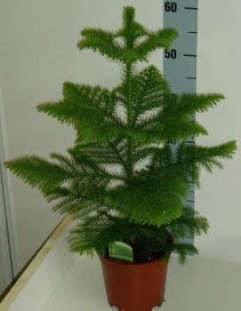 60 cm Salon �am� araucaria heterophylla Panora AVM Ankara �i�ek g�nderme