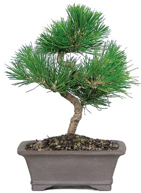 �am a�ac� bonsai japon a�ac� bitkisi Panora AVM Ankara �i�ek g�nderme