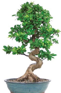 Yakla��k 70 cm y�ksekli�inde ithal bonsai Ankara �ankaya Ankamall AVM �i�ek�i telefonlar�