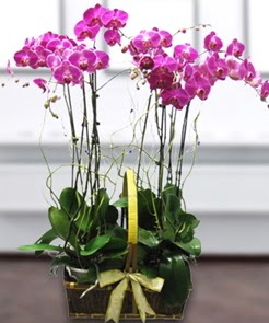 7 dall� mor lila orkide Ankara FTZ Al��veri� merkezi AVM �i�ek�iler �i�ek g�nder