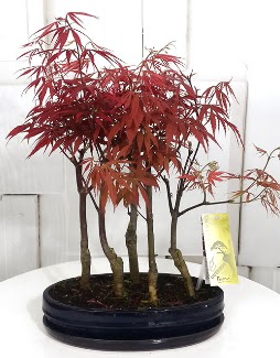 5 adet japon ak�aa�a� bonsai �i�e�i Ankara �ankaya Taurus AVM �i�ek�iler �i�ek sat���