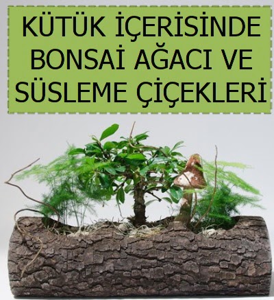 K�t�k i�erisinde bonsai japon a�a� bitkisi Ankara �ankaya Taurus AVM �i�ek�iler �i�ek sat���