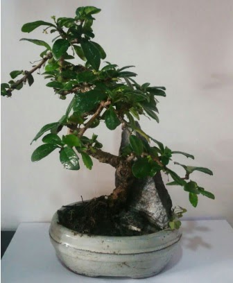 S �eklinde ithal bonsai a�ac� Ankara Etlik Antares Al��veri� merkezi AVM �i�ek yolla