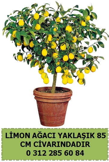 Limon a�ac� bitkisi Ankara �ankaya Taurus AVM �i�ek�iler �i�ek sat���