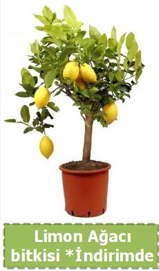 Limon a�ac� bitkisi Ev i�in limon bitkisi Ankara �ankaya K�z�lay Al��veri� Merkezi AVM �i�ek �i�ek�i , �i�ek�ilik 