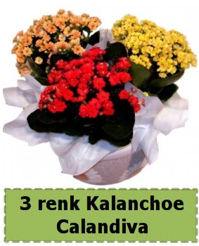 3 renk Kalanchoe Calandiva saks� bitkisi Panora AVM Ankara �i�ek g�nderme