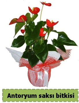 Antoryum saks� bitkisi b�y�k boy sat��� Ankara �ankaya K�z�lay Al��veri� Merkezi AVM �i�ek �i�ek�i , �i�ek�ilik 