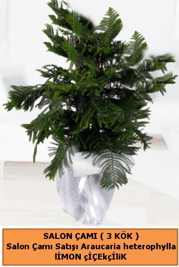 Araucaria heterophylla Salon �am� Ankara Ke�i�ren Forum Outlet AVM �i�ek�i �i�ek sipari�i