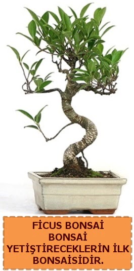 Ficus bonsai 15 ile 25 cm aras�ndad�r Ankara Etlik Antares Al��veri� merkezi AVM �i�ek yolla