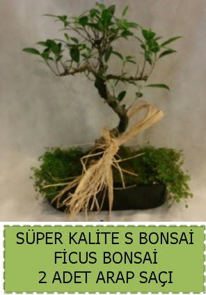 Ficus S Bonsai ve arap sa�� Ankara �ankaya Ankamall AVM �i�ek�i telefonlar�