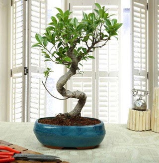 Amazing Bonsai Ficus S �thal Ankara �ankaya Kentpark Al��veri� Merkezi AVM �i�ek�iler