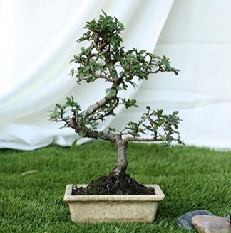 Fashionable Ulmus S Shape Bonsai �thal Carrefoursa AVM Ankara �i�ek sipari�i 