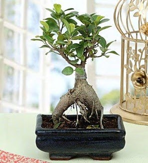 Appealing Ficus Ginseng Bonsai Ankara Yenimahalle Akvaryum AVM �i�ek yolla