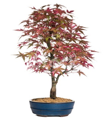 Ak�aa�a� bonsai s�per bonsai a�ac� Ankara Yenimahalle Podium AVM  cicek , cicekci 