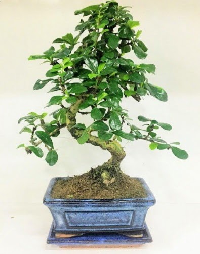S Bonsai japon a�ac� bitkisi Ankara Etimesgut Optimum AVM �i�ek�i adresleri telefonlar�