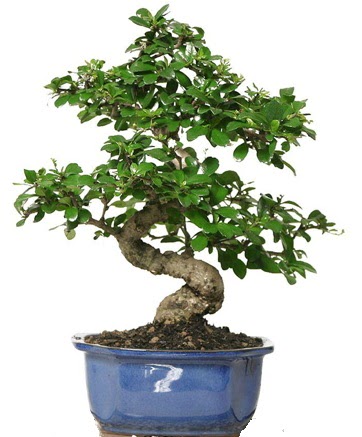 21 ile 25 cm aras� �zel S bonsai japon a�ac� Ankara �ankaya Ankamall AVM �i�ek�i telefonlar�