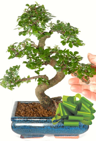 Yakla��k 25 cm boyutlar�nda S bonsai Ankara �ankaya Next Level AVM �i�ek sipari�i sitesi
