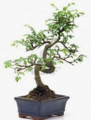 S g�vde bonsai minyat�r a�a� japon a�ac� Ankara �ankaya Taurus AVM �i�ek�iler �i�ek sat���