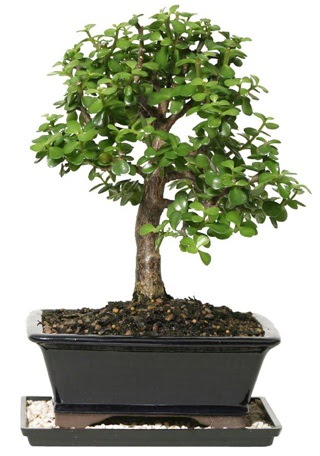 15 cm civar� Zerkova bonsai bitkisi Ankara �ankaya Next Level AVM �i�ek sipari�i sitesi
