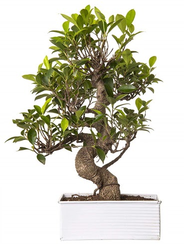 Exotic Green S G�vde 6 Year Ficus Bonsai Ankara FTZ Al��veri� merkezi AVM �i�ek�iler �i�ek g�nder
