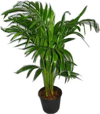 Ankara Eryaman G�ksu AVM �i�ek servisi , �i�ek�i adresleri Areca palm  