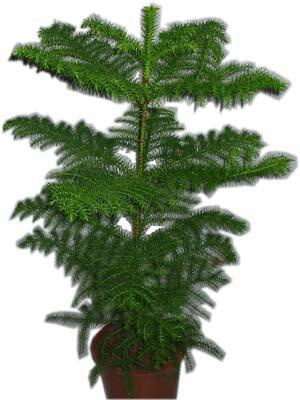 Carrefoursa AVM Ankara �i�ek sipari�i  Araucaria 