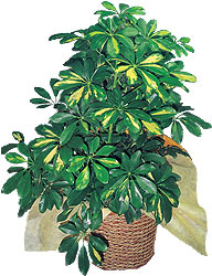 Ankara �ankaya Kentpark Al��veri� Merkezi AVM �i�ek�iler Schefflera gold 