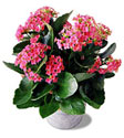 �zel Kalonsoe 25cm uzunluk