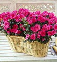 Ankara �ankaya Panora AVM �i�ek�i ma�azas� Iki adet a�elya sepette