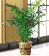 Ankara �ankaya Arcadium Al��veri� Merkezi AVM �i�ek sipari�i Areca Palm ithal kaliteli