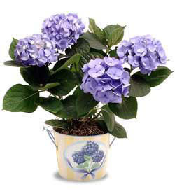 Ankara Yenimahalle Akvaryum AVM �i�ek yolla Hydrangea Plant ortanca