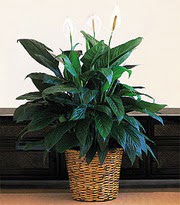 Ankara Sincan Gimsa AVM �i�ek online �i�ek sipari�i Large Spathiphyllum